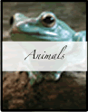 Nature's Persona - Animal Phorography Series - Susan Searway Art & Design