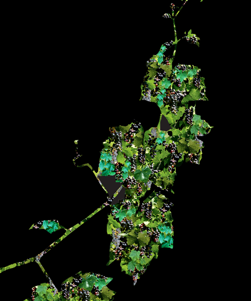 A Vine's Soul - Susan Searway Art & Design © 2015