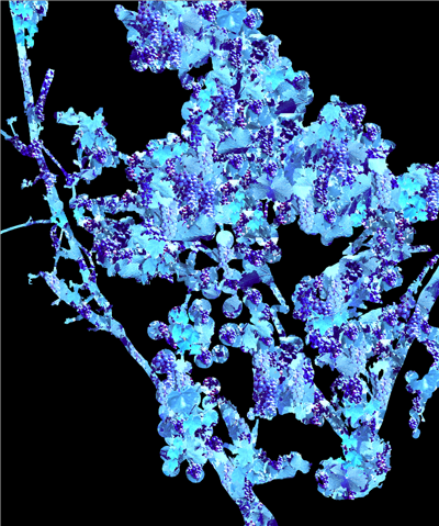 Vino's Individuality II - Susan Searway Art & Design © 2015