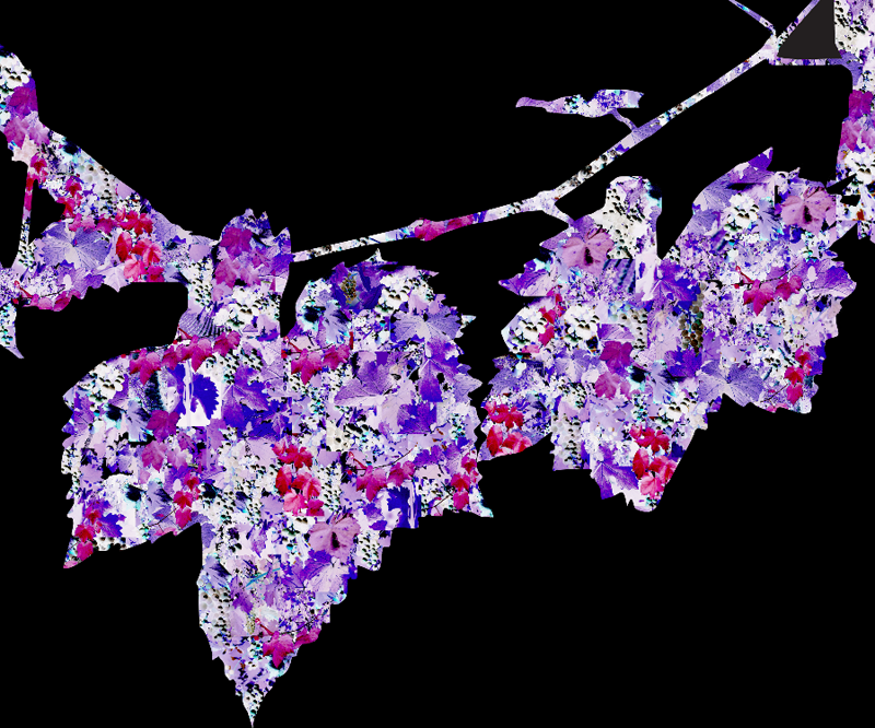 Wine Vine Essance - Susan Searway Art & Design © 2015