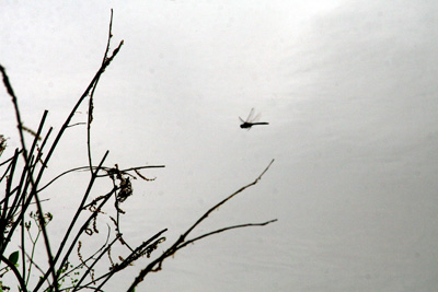 Nature's Persona - Animal Series - Susan Searway Art & Design © 2013