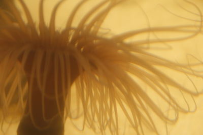 Nature's Persona - Aquarium Series - Susan Searway Art & Design © 2013