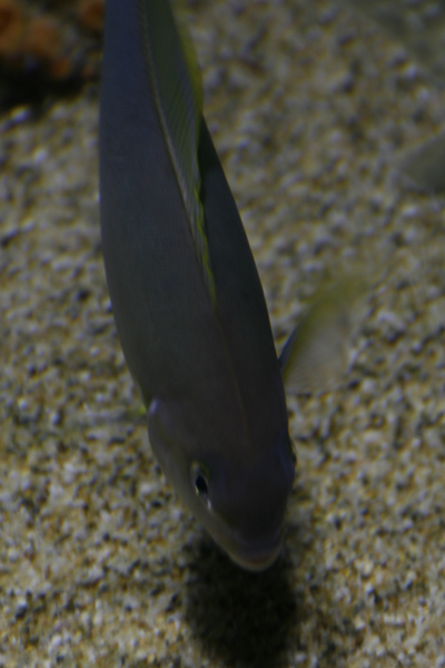 Nature's Persona - Aquarium Series - Susan Searway Art & Design © 2013