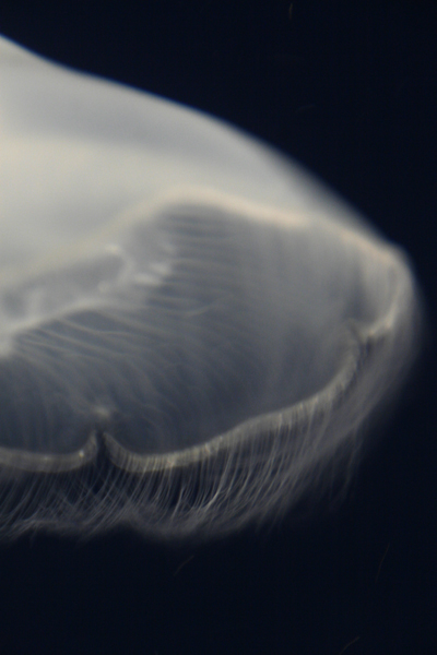 Nature's Persona - Aquarium Series - Susan Searway Art & Design © 2013