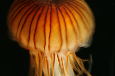 Nature's Persona - Aquarium Series - Susan Searway Art & Design © 2013