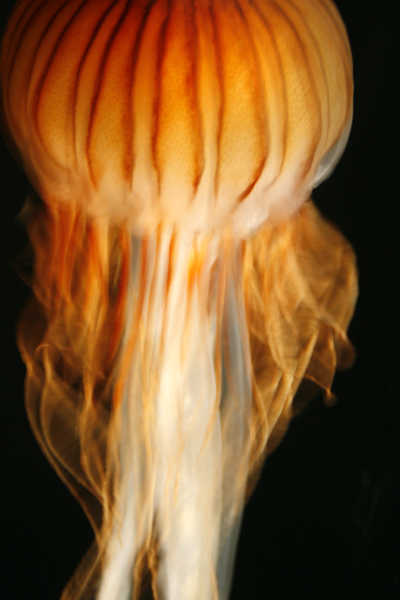 Nature's Persona - Aquarium Series - Susan Searway Art & Design © 2013