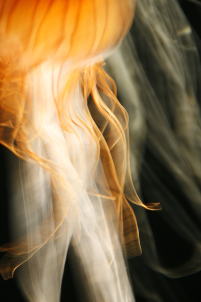 Nature's Persona - Aquarium Series - Susan Searway Art & Design © 2013