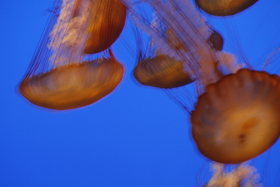 Nature's Persona - Aquarium Series - Susan Searway Art & Design © 2013