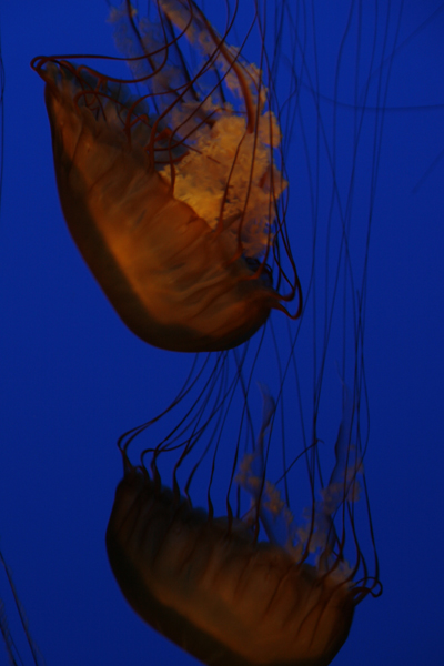 Nature's Persona - Aquarium Series - Susan Searway Art & Design © 2013