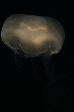 Nature's Persona - Aquarium Series - Susan Searway Art & Design © 2013