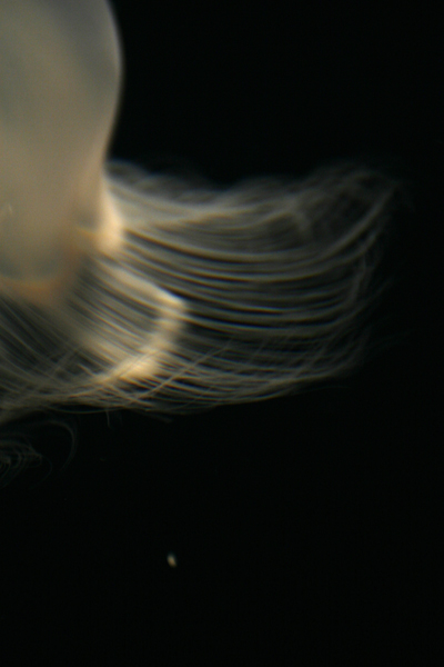 Nature's Persona - Aquarium Series - Susan Searway Art & Design © 2013