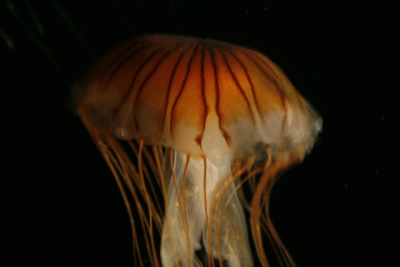 Nature's Persona - Aquarium Series - Susan Searway Art & Design © 2013