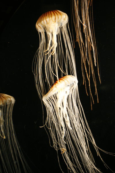 Nature's Persona - Aquarium Series - Susan Searway Art & Design © 2013