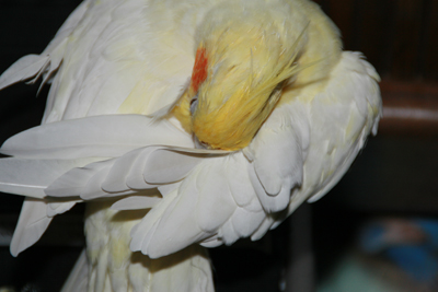 Nature's Persona - Bird Series - Susan Searway Art & Design © 2013