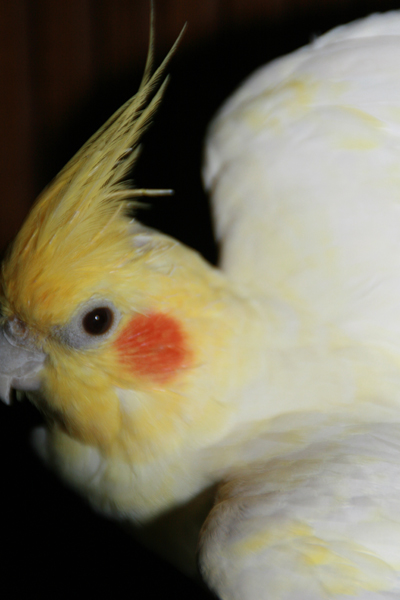 Nature's Persona - Bird Series - Susan Searway Art & Design © 2013