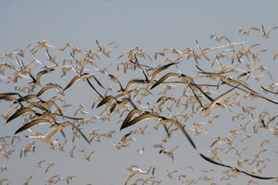 Nature's Persona - Bird Series - Susan Searway Art & Design © 2013