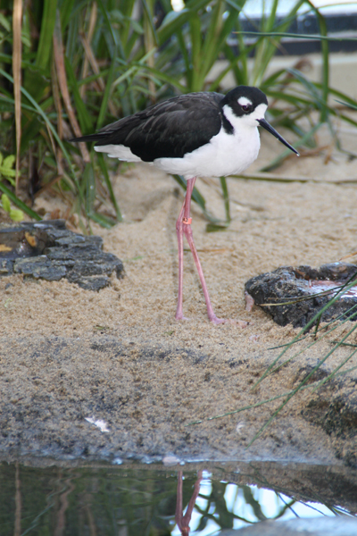 Nature's Persona - Bird Series - Susan Searway Art & Design © 2013