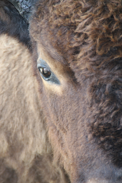 Nature's Persona - Bison Series - Susan Searway Art & Design © 2013