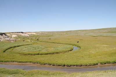 Nature's Persona - Bison Series - Susan Searway Art & Design © 2013