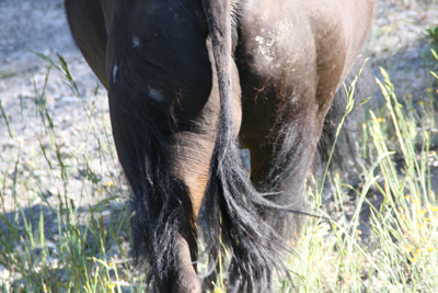 Nature's Persona - Bison Series - Susan Searway Art & Design © 2013