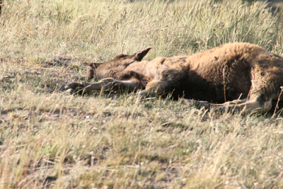 Nature's Persona - Bison Series - Susan Searway Art & Design © 2013