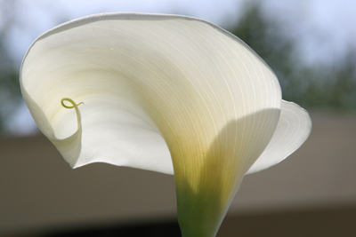 Nature's Persona - Flora Series - Susan Searway Art & Design © 2013