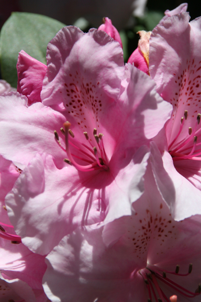 Nature's Persona - Flora Series - Susan Searway Art & Design © 2013