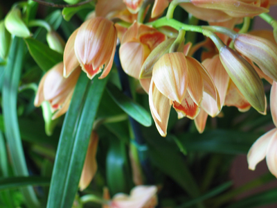 Nature's Persona - Flora Series - Susan Searway Art & Design © 2013