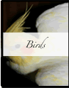 Nature's Persona - Bird Phorography Series - Susan Searway Art & Design