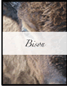 Nature's Persona - Bison Phorography Series - Susan Searway Art & Design
