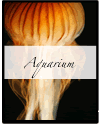 Nature's Persona - Aquerium Phorography Series - Susan Searway Art & Design