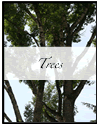 Nature's Persona - Trees Phorography Series - Susan Searway Art & Design