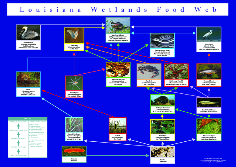 Louisiana Wetland Food Web Posters