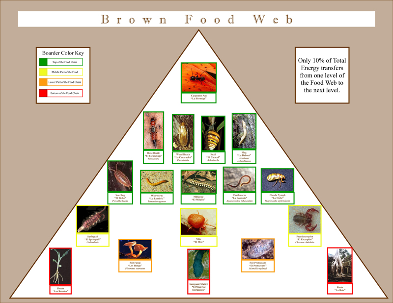 Brown Food Web Posters