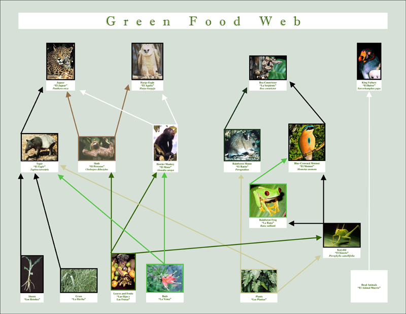 Green Food Web Posters