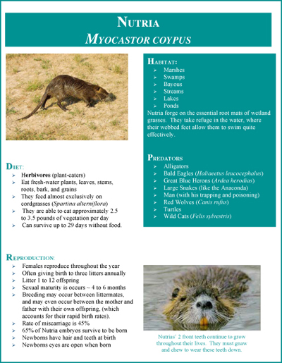 Nutria Fact Sheet