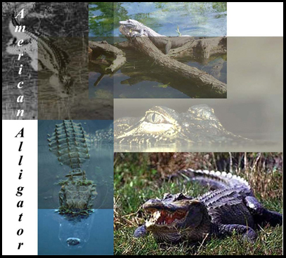 JASON Art Animal Posters