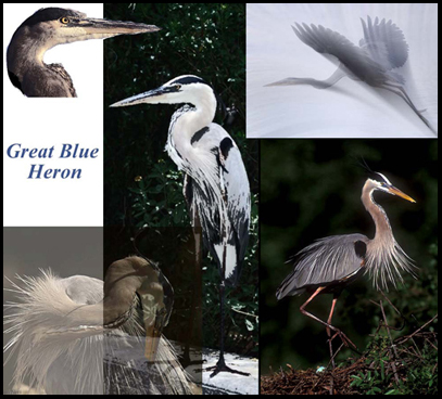 JASON Art Animal Posters