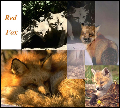 JASON Art Animal Posters