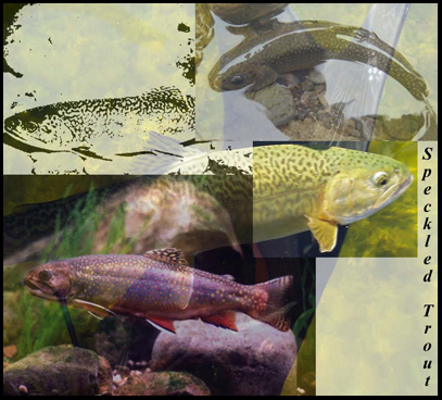 JASON Art Animal Posters